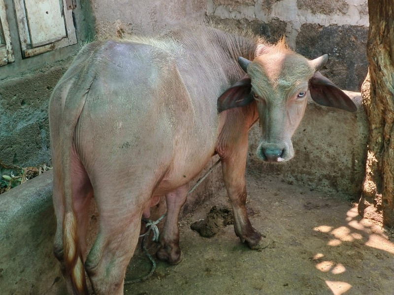 pado