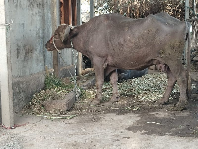ભેંશ વેશવાની છે