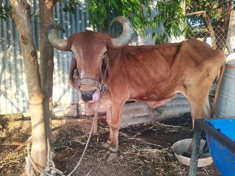 બળદ વેચવાનો છે
