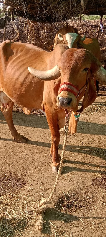 ગાય વેચવાનીછે