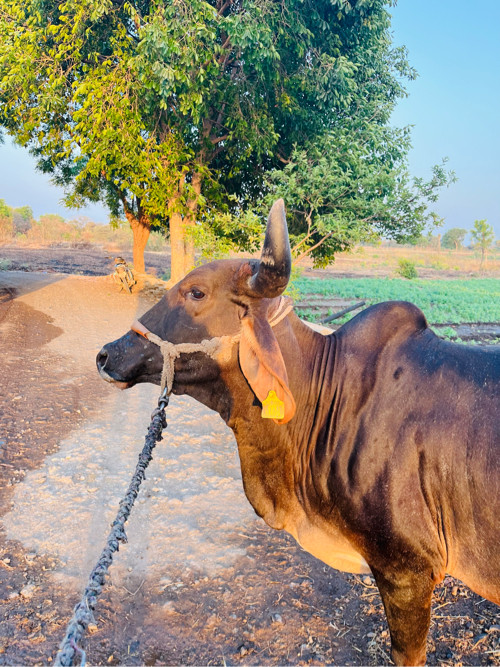 🍁ગાય મા બધી જવા...