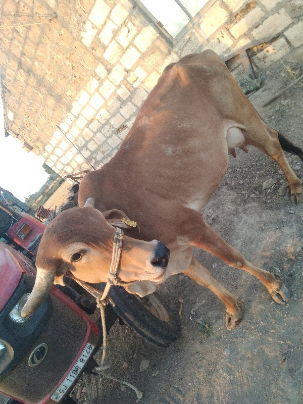 અશોક સોલંકી