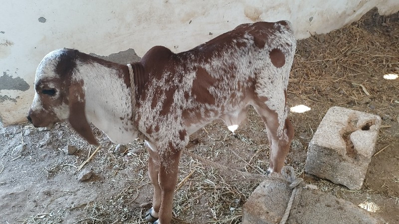 ગાય વેચવાની છે