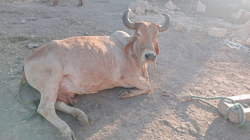 વેસવાની સે