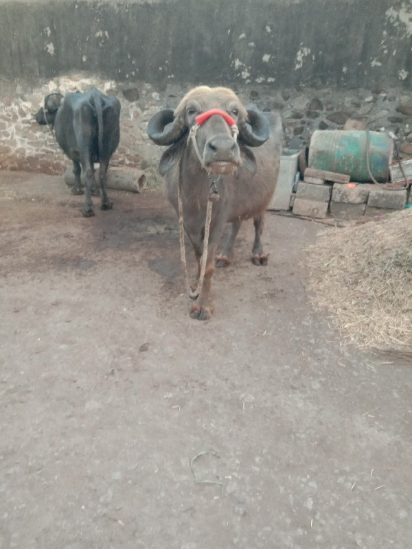 ભેસ