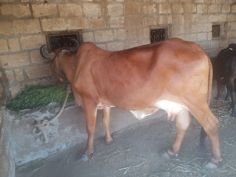 cow buy sell