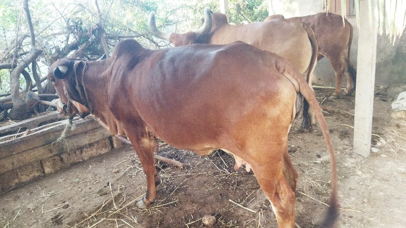 ગાય
