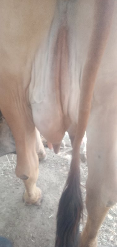 ગીર ગાય