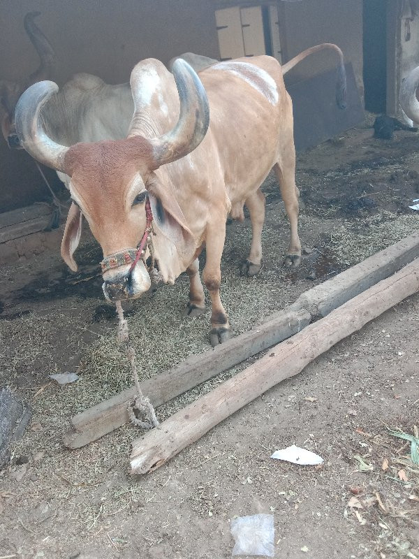 બળદ વેચવા ના છે