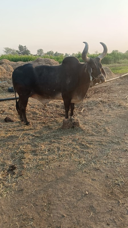 બળદ વેચવાનો છે