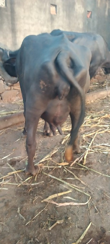 8347720775 prav...