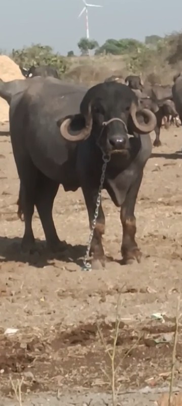 પાડો વેચાવ છે