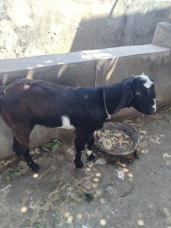 બકરી વેચવાની છે