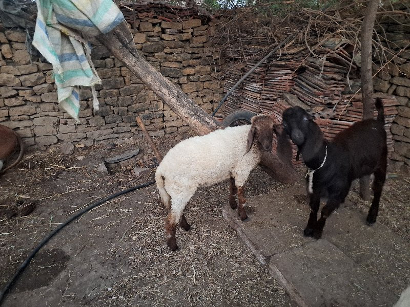 બે ઘેટા વેચવાના...