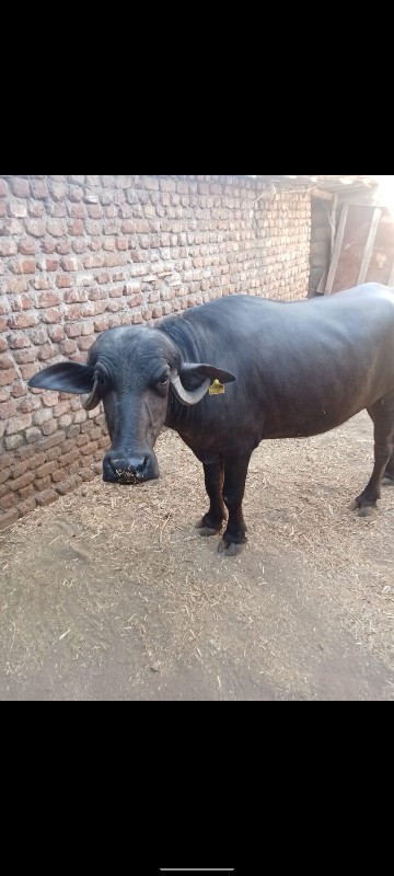 ખડાય વેચવાની