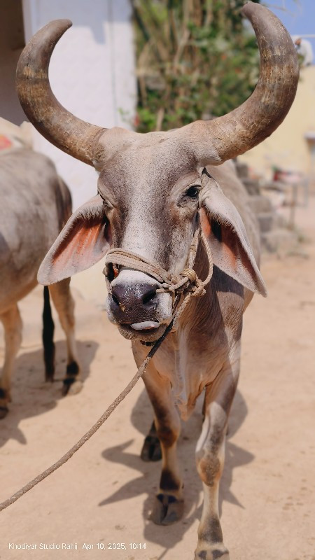 બળદ