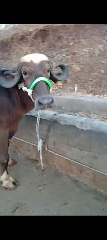 લેવી હોય તો ફોન...