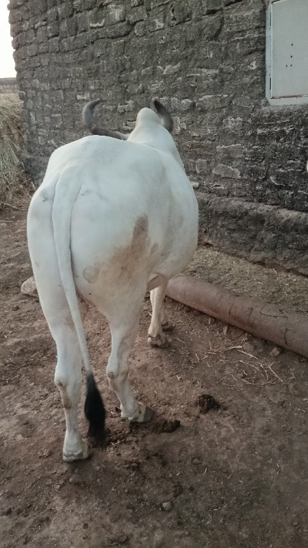 બડધ