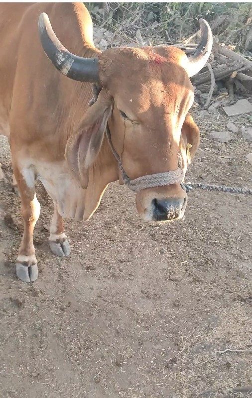 ગાય