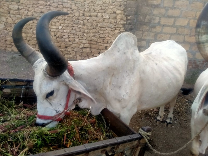 બળદ