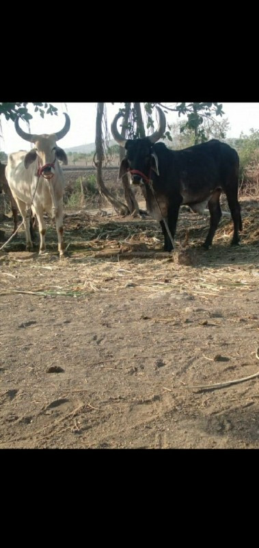 ગોઢલા‌ વેસાવ સે