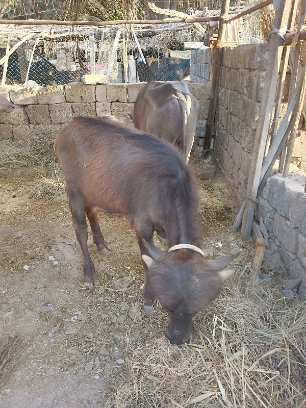 પાડો વેચવાનો છે...