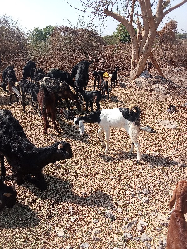 bakra vechavana...