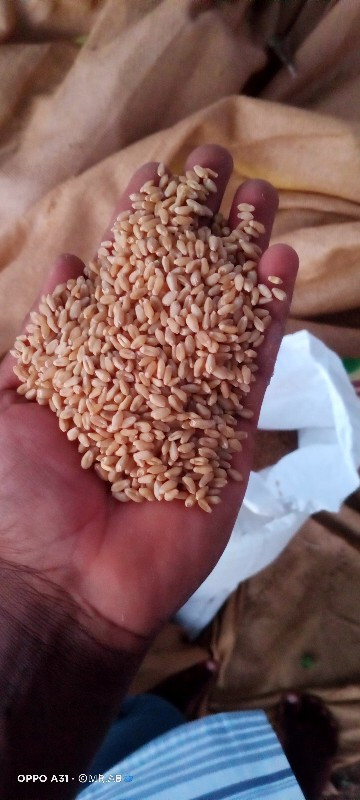 ઘ‌ઉ