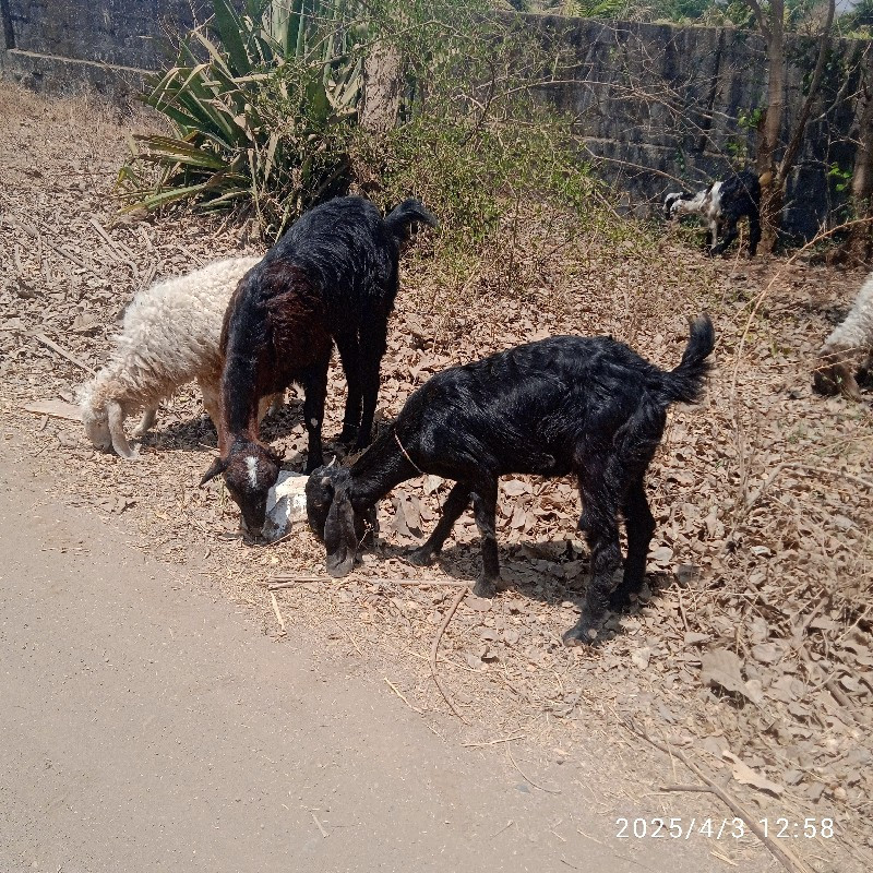 બંને દેશી બકરીય...