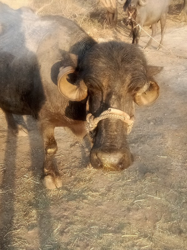 મો.6355127882