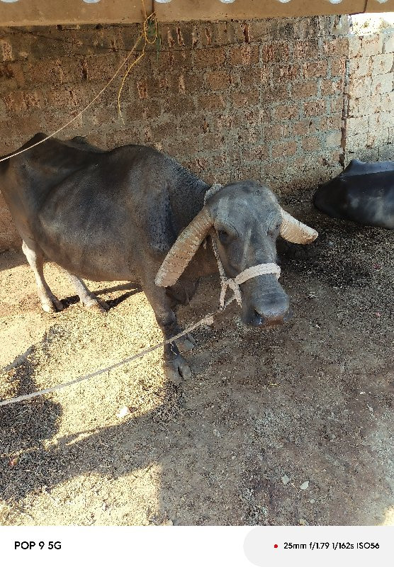 ભેસ