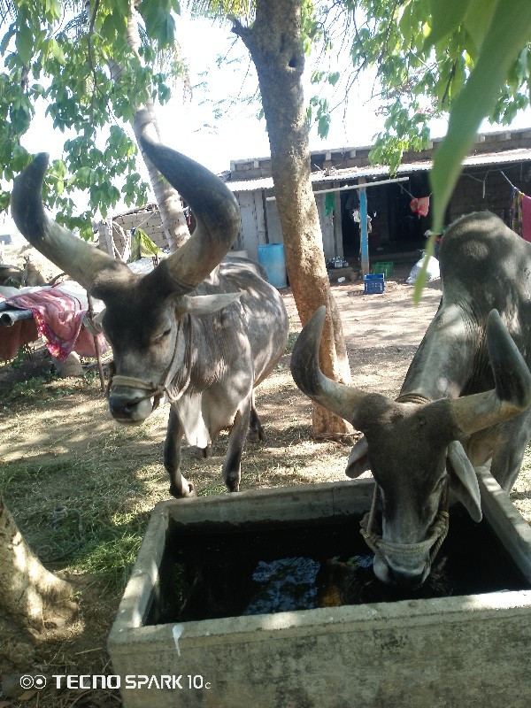 બળદ વેચવાના છે