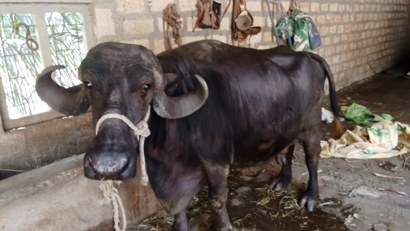 ભેંસ વેચવાની છે