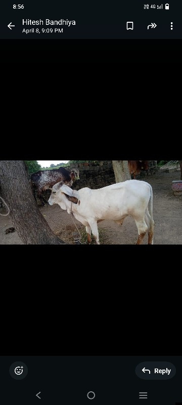 નંદી મહારાજ