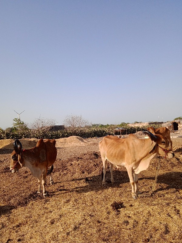 ગોધલા ને ગોધલીય...