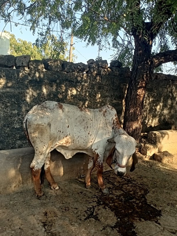 kabri gir