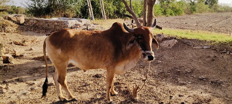બલદ વેચાવન છે