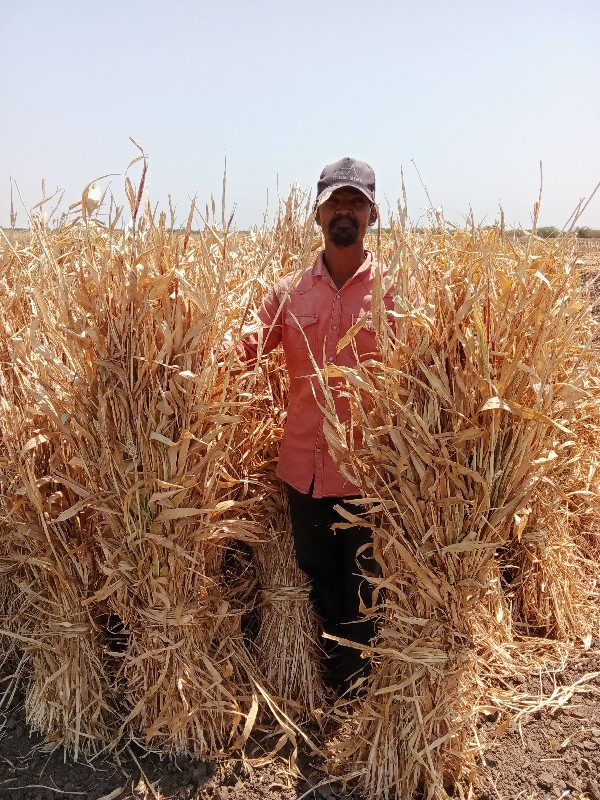 જુવારની નીરણ વે...