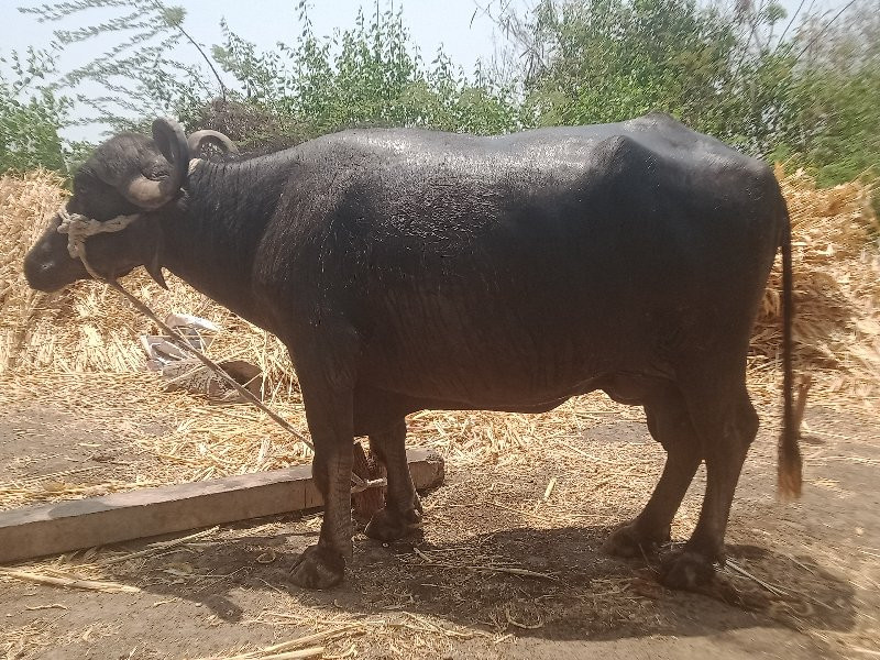 પારેડી.દૂધ.3