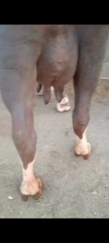 લેવી હોય તો ફોન...