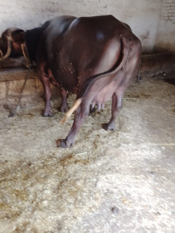 ભેસ