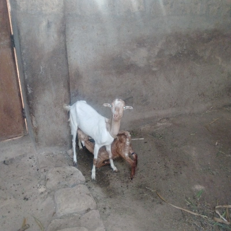 બકરી 🐐 સાથે બચ્...