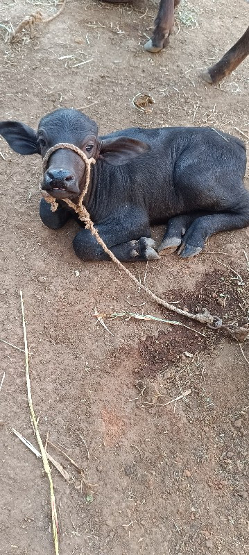 ભેંસ વેચવાની સે