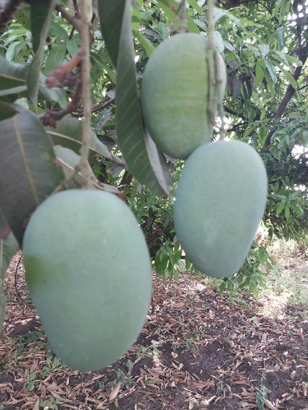 ઈજારો આપવાનો છે