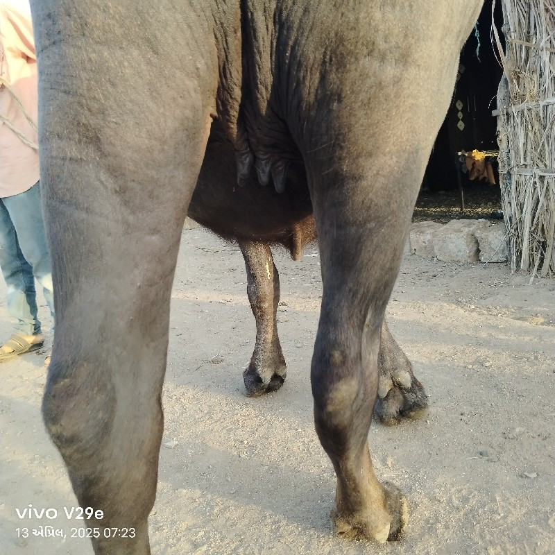 વઃ