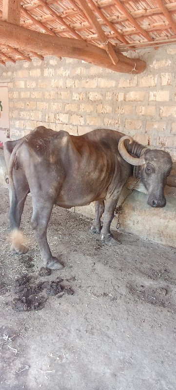 વેચાણ માટે ‌છે