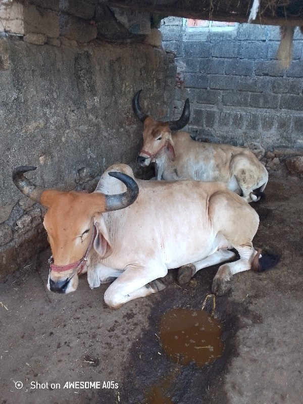 બળદ