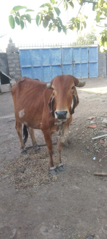 ગાય વેચવાની છે