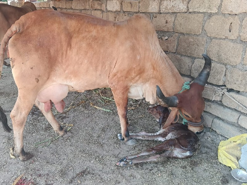 ગાયુ વેશવાનીછે