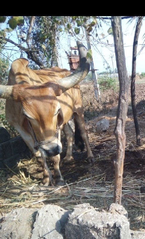 બળદ વેચવાનો છે